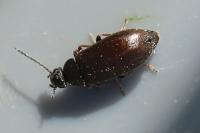 Scraptia dubia