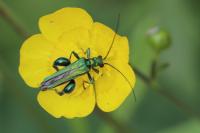 Oedemera nobilis