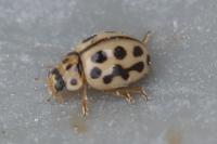 Tytthaspis sedecimpunctata