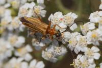 Oedemera podagrariae