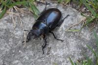 Lucanus cervus