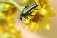 Oedemera nobilis