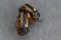 Cryptocephalus bilineatus