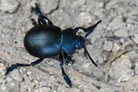 Timarcha tenebricosa