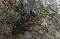 Chrysobothris affinis