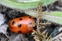 Cryptocephalus primarius
