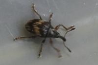 Nanophyes marmoratus