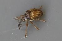 Nanophyes marmoratus