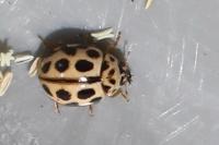 Tytthaspis sedecimpunctata