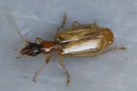 Demetrias atricapillus