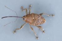 Curculio glandium