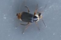 Hypebaeus albifrons
