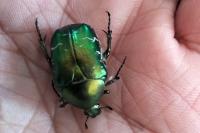 Cetonia aurata