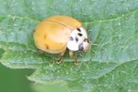 Harmonia axyridis