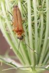Oedemera podagrariae