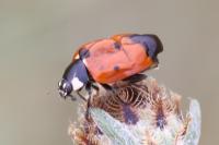 Coccinella septempunctata