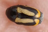 Cryptocephalus vittatus