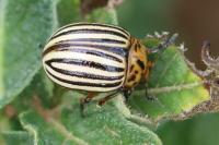 Leptinotarsa decemlineata