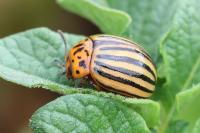 Leptinotarsa decemlineata