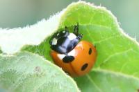 Coccinella septempunctata