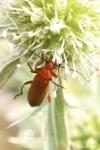Rhagonycha fulva
