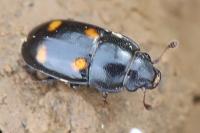 Glischrochilus hortensis