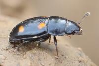 Glischrochilus hortensis