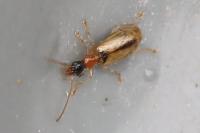 Demetrias atricapillus