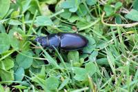 Lucanus cervus