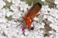 Oedemera nobilis