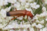Oedemera nobilis