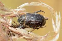 Amphimallon atrum