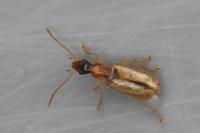 Demetrias atricapillus