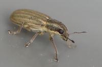 Sitona