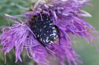 Oxythyrea funesta