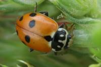 Hippodamia variegata