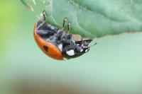 Coccinella septempunctata