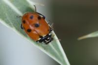 Hippodamia variegata