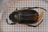Amphimallon atrum
