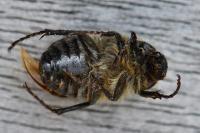 Amphimallon atrum