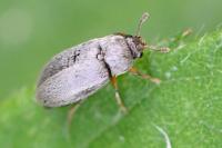 Byturus tomentosus