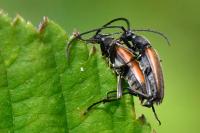 Stenurella melanura