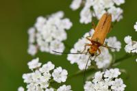 Oedemera podagrariae
