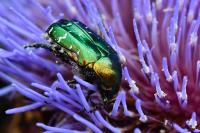 Cetonia aurata