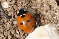 Coccinella septempunctata