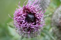 Oxythyrea funesta