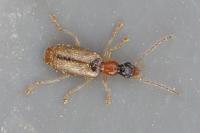 Demetrias atricapillus