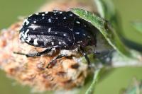 Oxythyrea funesta