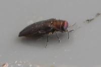 Agrilus