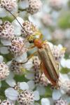 Oedemera podagrariae